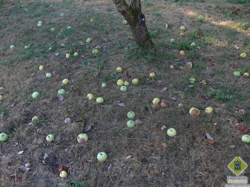 Manzanas en el entorno de un  manzano en fase de pudrición.jpg